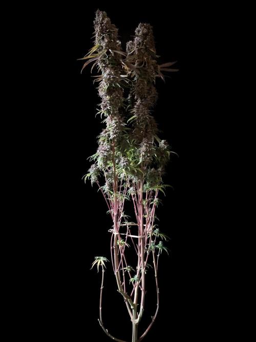 3M 🌟 Bahia Black Head. Week 17