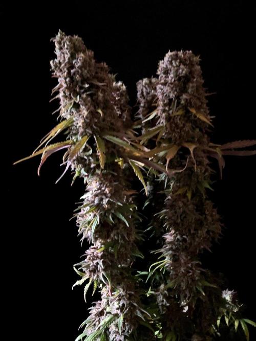 3M 🌟 Bahia Black Head. Week 17