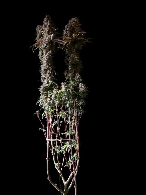 3M 🌟 Bahia Black Head. Week 17