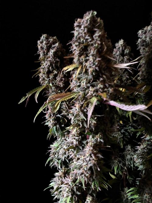 3M 🌟 Bahia Black Head. Week 17