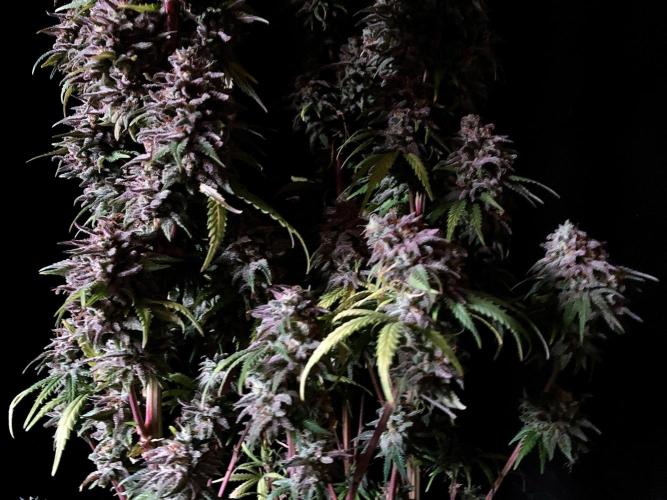 3M 🌟 Bahia Black Head. Week 17