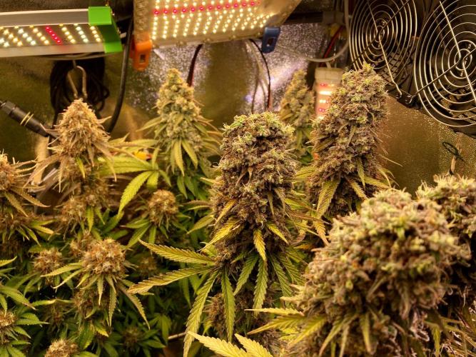 3M 🌟 Bahia Black Head. Week 17