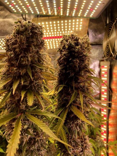 3M 🌟 Bahia Black Head. Week 17