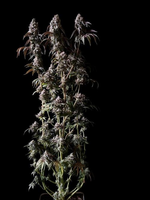 3M 🍋 Black Lemon. Week 17