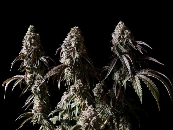 3M 🍋 Black Lemon. Week 17