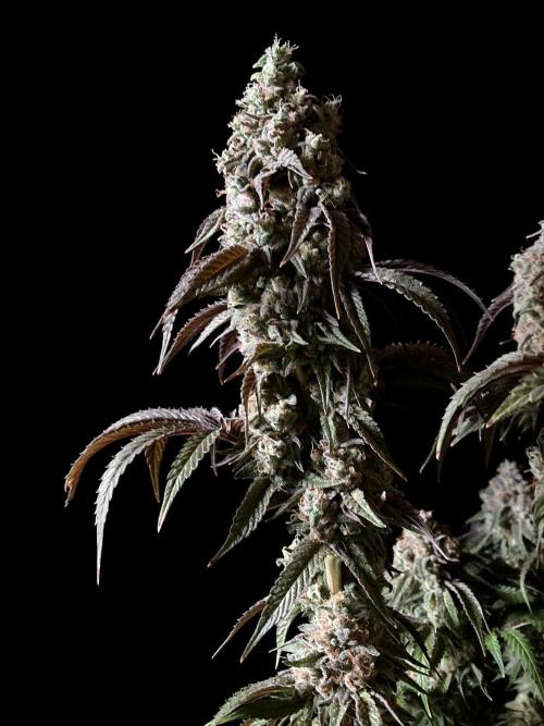 3M 🍋 Black Lemon. Week 17