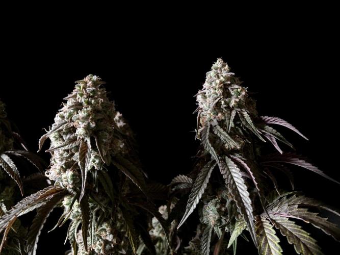 3M 🍋 Black Lemon. Week 17