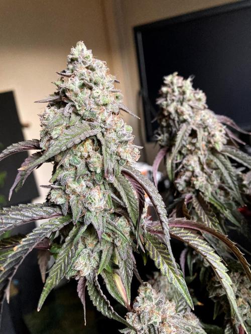 3M 🍋 Black Lemon. Week 17