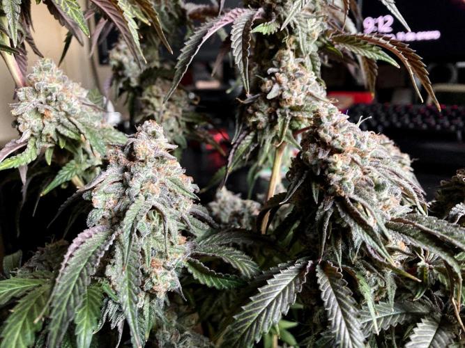 3M 🍋 Black Lemon. Week 17