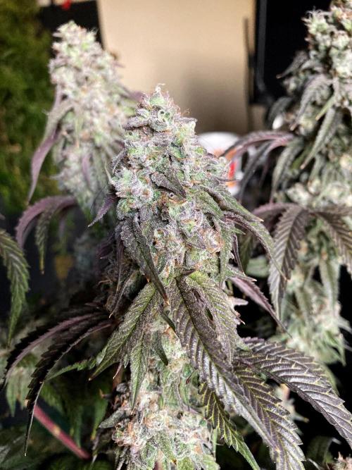 3M 🍋 Black Lemon. Week 17