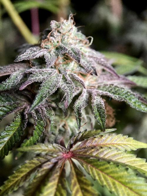 3M 🍋 Black Lemon. Week 17