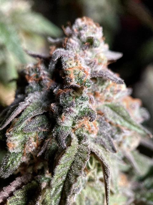 3M 🍋 Black Lemon. Week 17