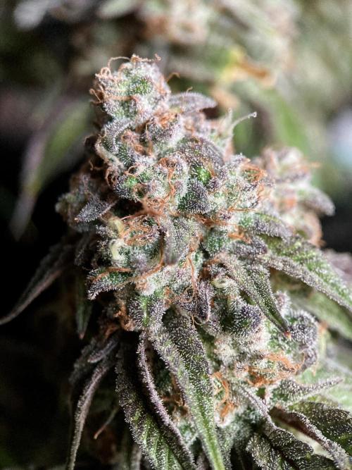 3M 🍋 Black Lemon. Week 17