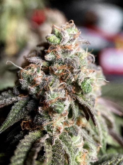 3M 🍋 Black Lemon. Week 17