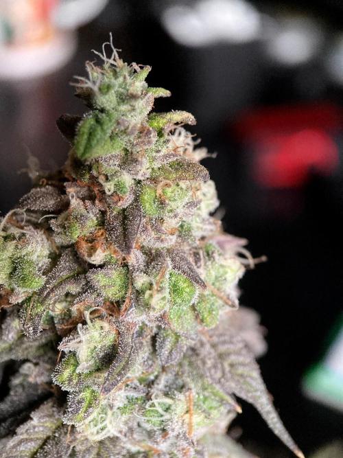 3M 🍋 Black Lemon. Week 17