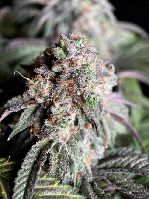 3M 🍋 Black Lemon. Week 17