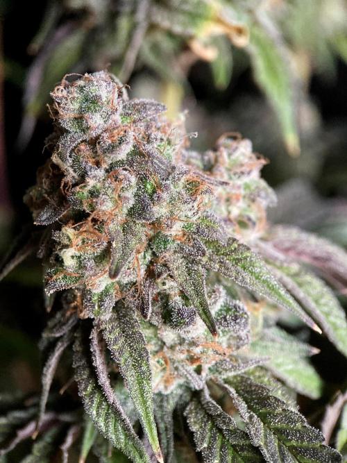 3M 🍋 Black Lemon. Week 17