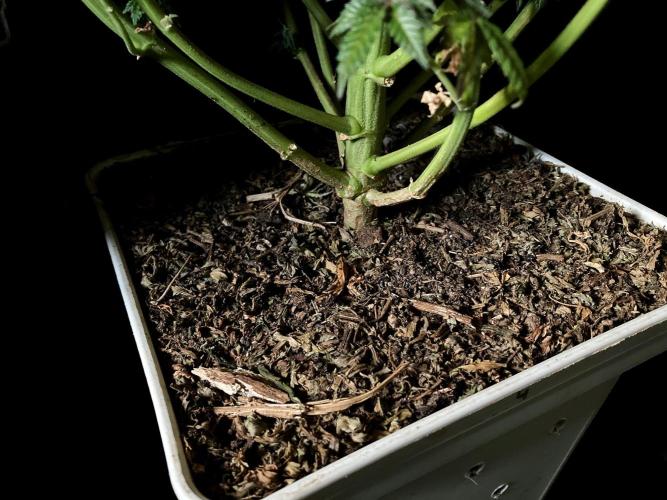 3M 🍋 Black Lemon. Week 17