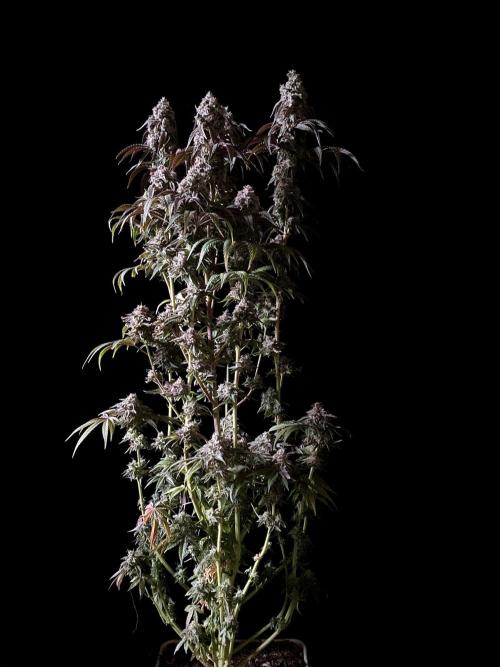 3M 🍋 Black Lemon. Week 17