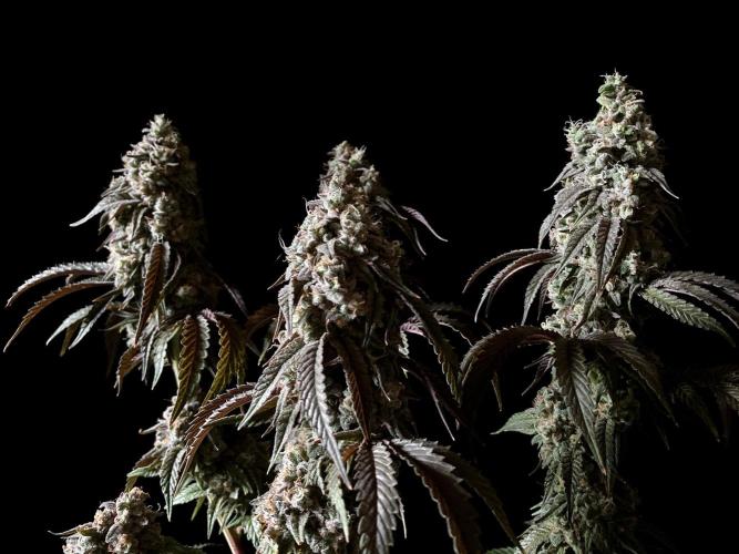 3M 🍋 Black Lemon. Week 17