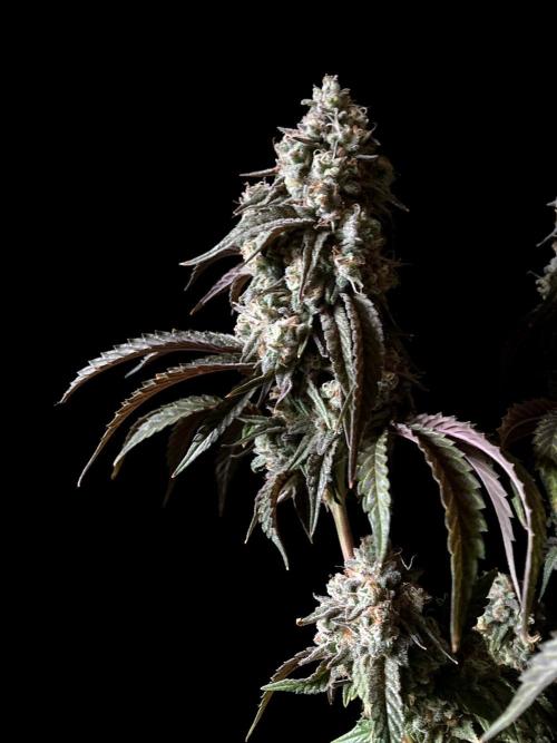 3M 🍋 Black Lemon. Week 17