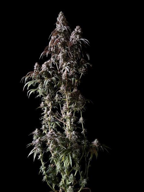 3M 🍋 Black Lemon. Week 17