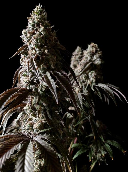 3M 🍋 Black Lemon. Week 17