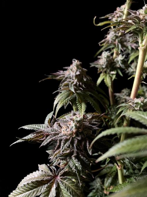 3M 🍋 Black Lemon. Week 17