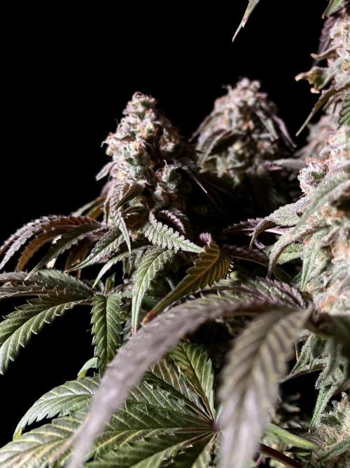 3M 🍋 Black Lemon. Week 17