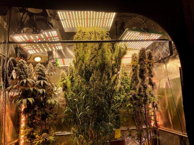 3M 🍋 Black Lemon. Week 17