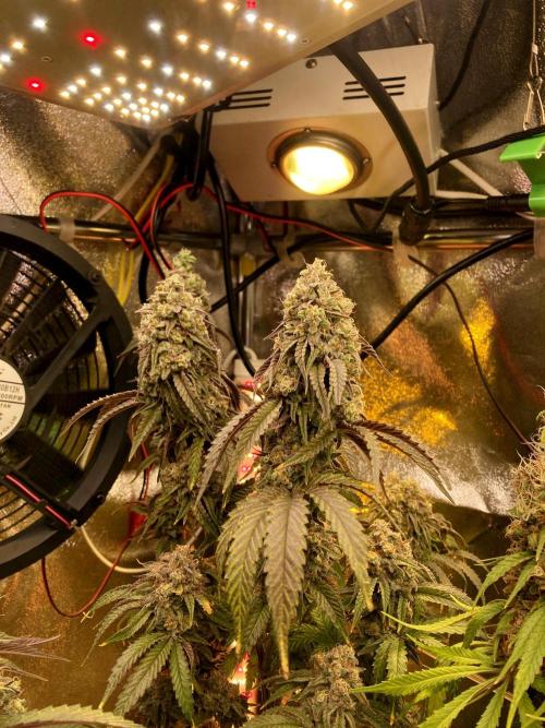 3M 🍋 Black Lemon. Week 17