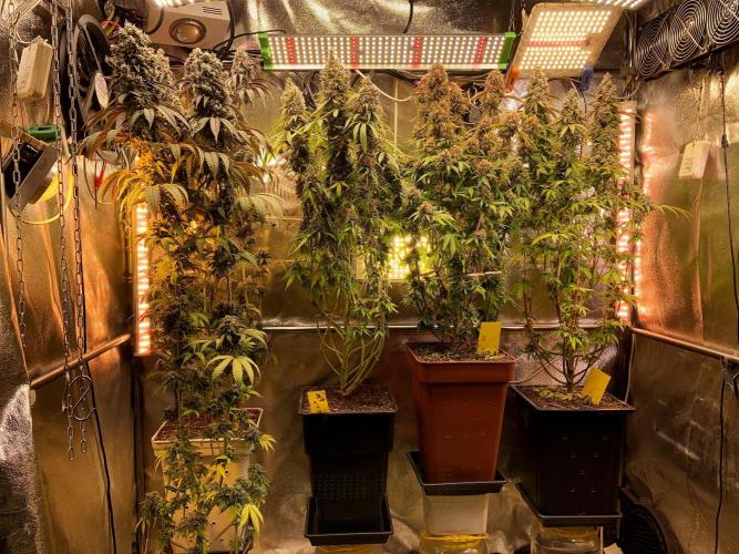 3M 🍋 Black Lemon. Week 17