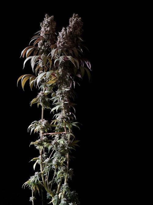 3M 🍏 Green Gelato. Week 17