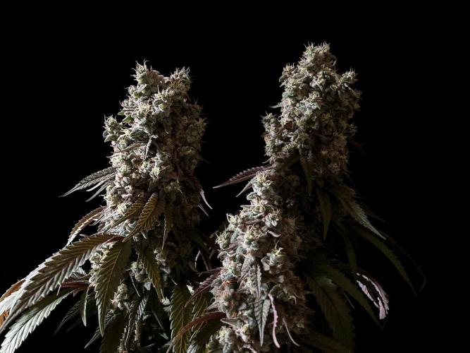 3M 🍏 Green Gelato. Week 17