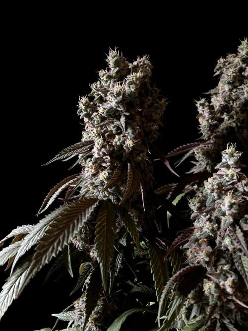 3M 🍏 Green Gelato. Week 17