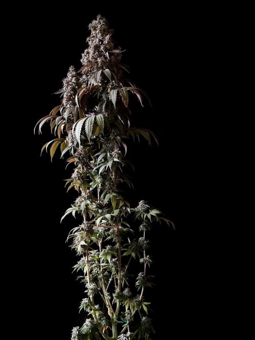 3M 🍏 Green Gelato. Week 17