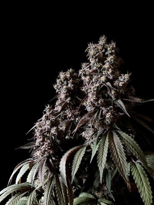 3M 🍏 Green Gelato. Week 17