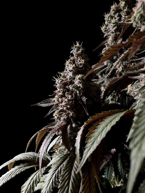 3M 🍏 Green Gelato. Week 17