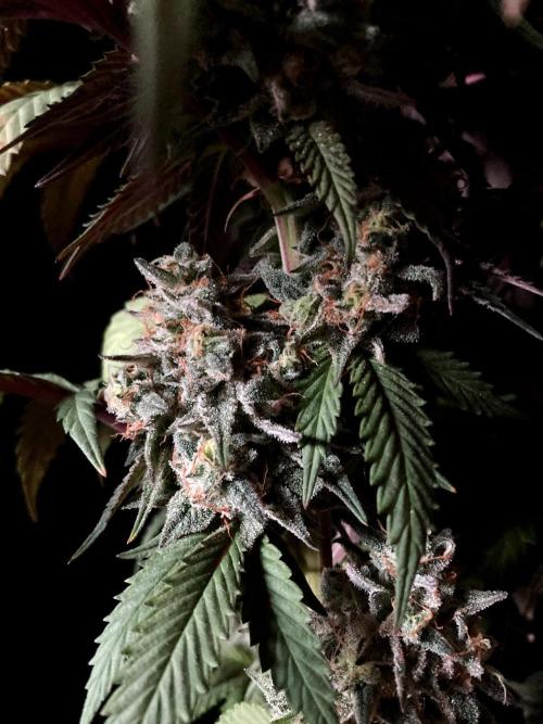 3M 🍏 Green Gelato. Week 17