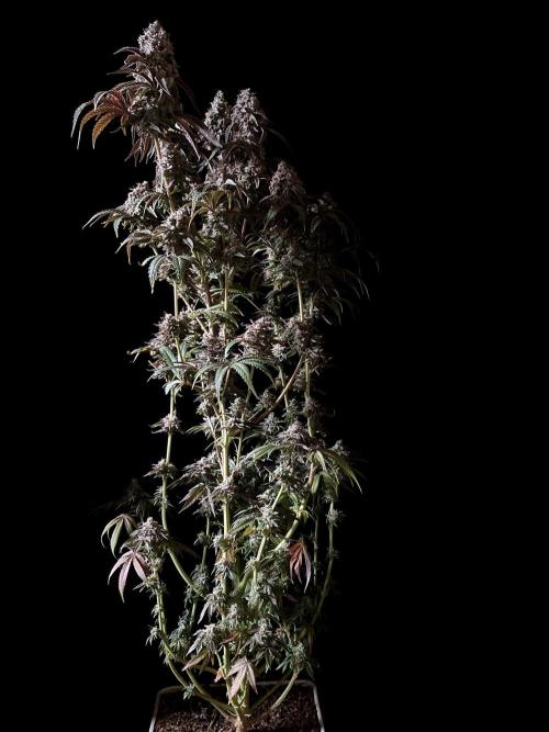 3M 🍏 Green Gelato. Week 17