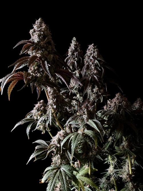 3M 🍏 Green Gelato. Week 17