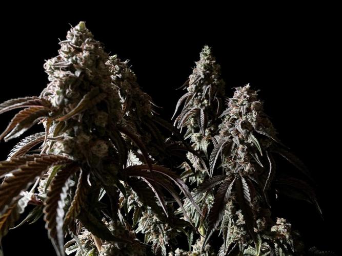 3M 🍏 Green Gelato. Week 17