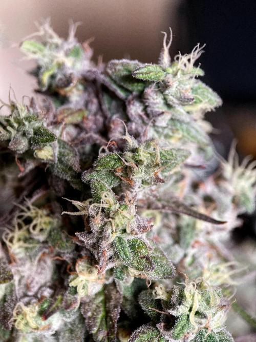 3M 🍏 Green Gelato. Week 17