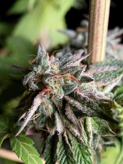 3M 🍏 Green Gelato. Week 17