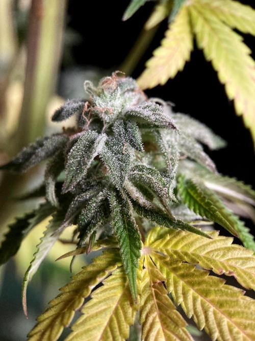 3M 🍏 Green Gelato. Week 17