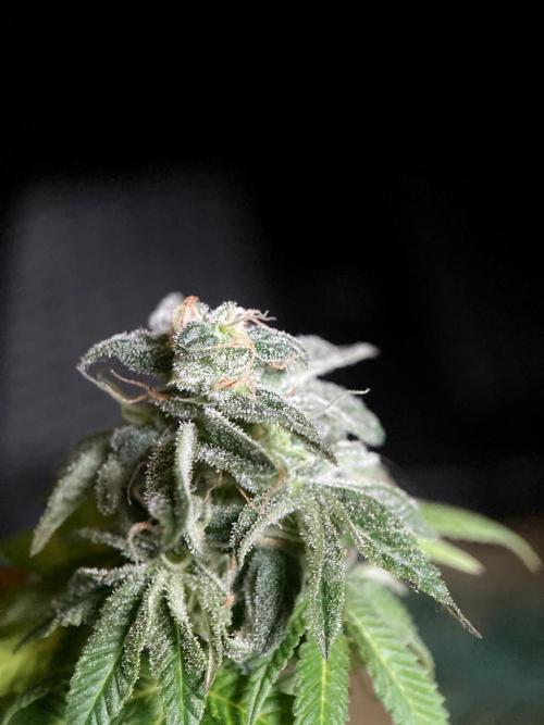 3M 🍏 Green Gelato. Week 17