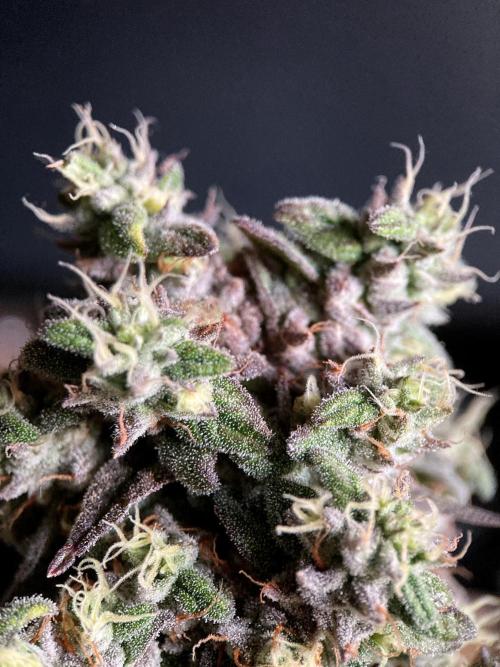 3M 🍏 Green Gelato. Week 17