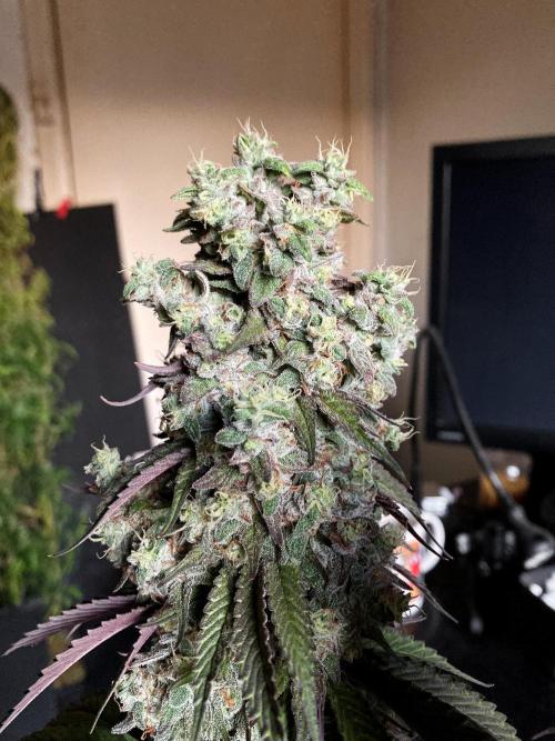 3M 🍏 Green Gelato. Week 17