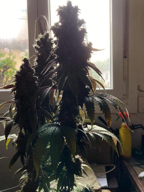 3M 🍏 Green Gelato. Week 17