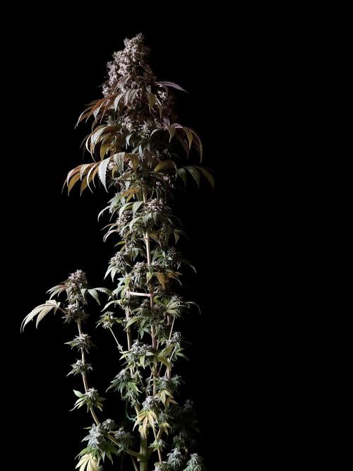 3M 🍏 Green Gelato. Week 17